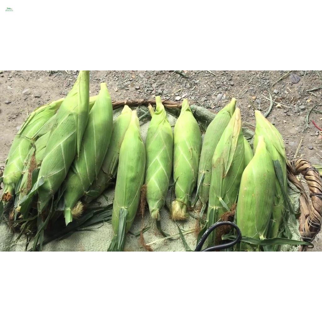 Giống Bắp Nù - Gói 100 Gram