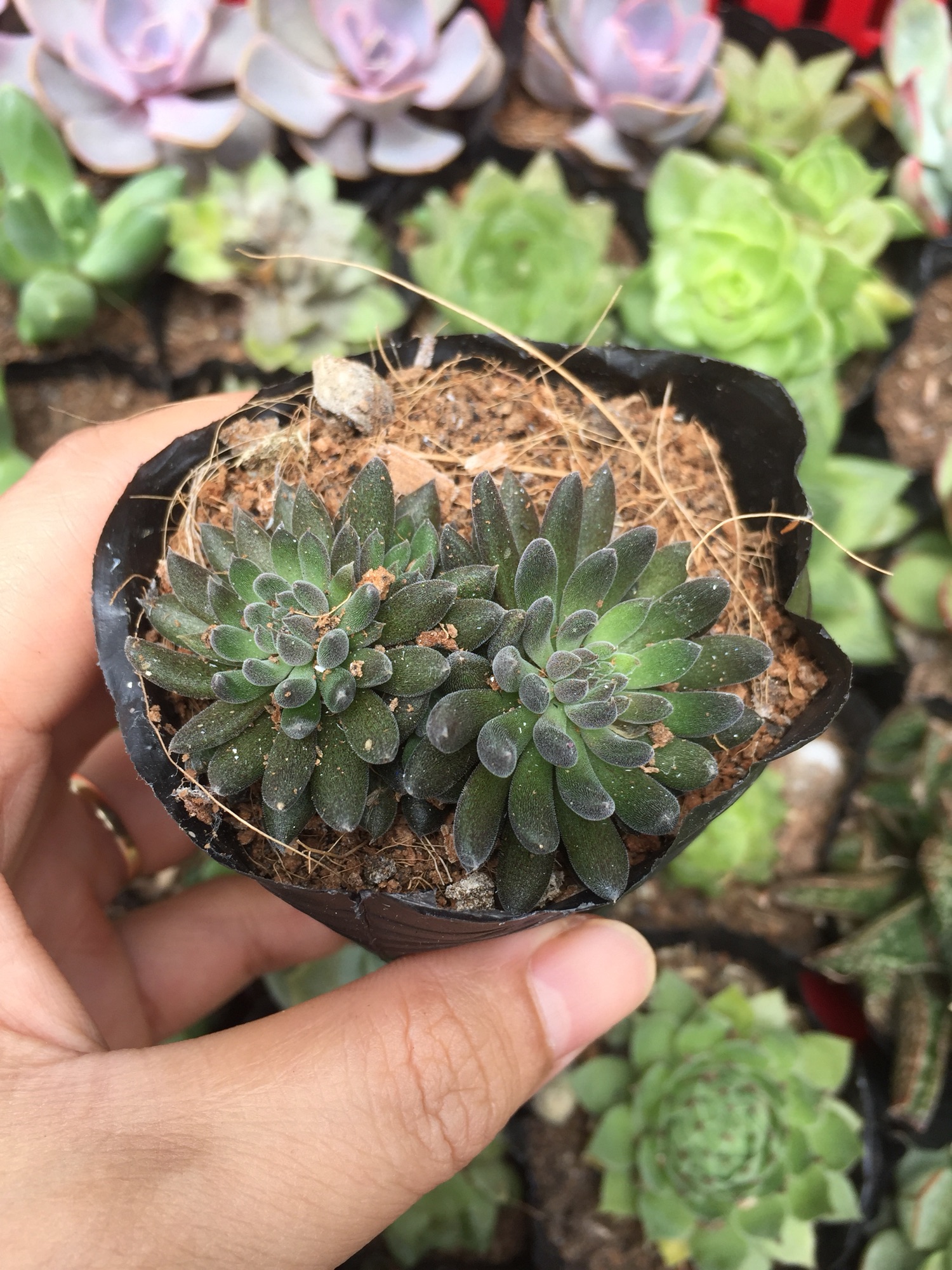 Sen đá nhím đen size bầu