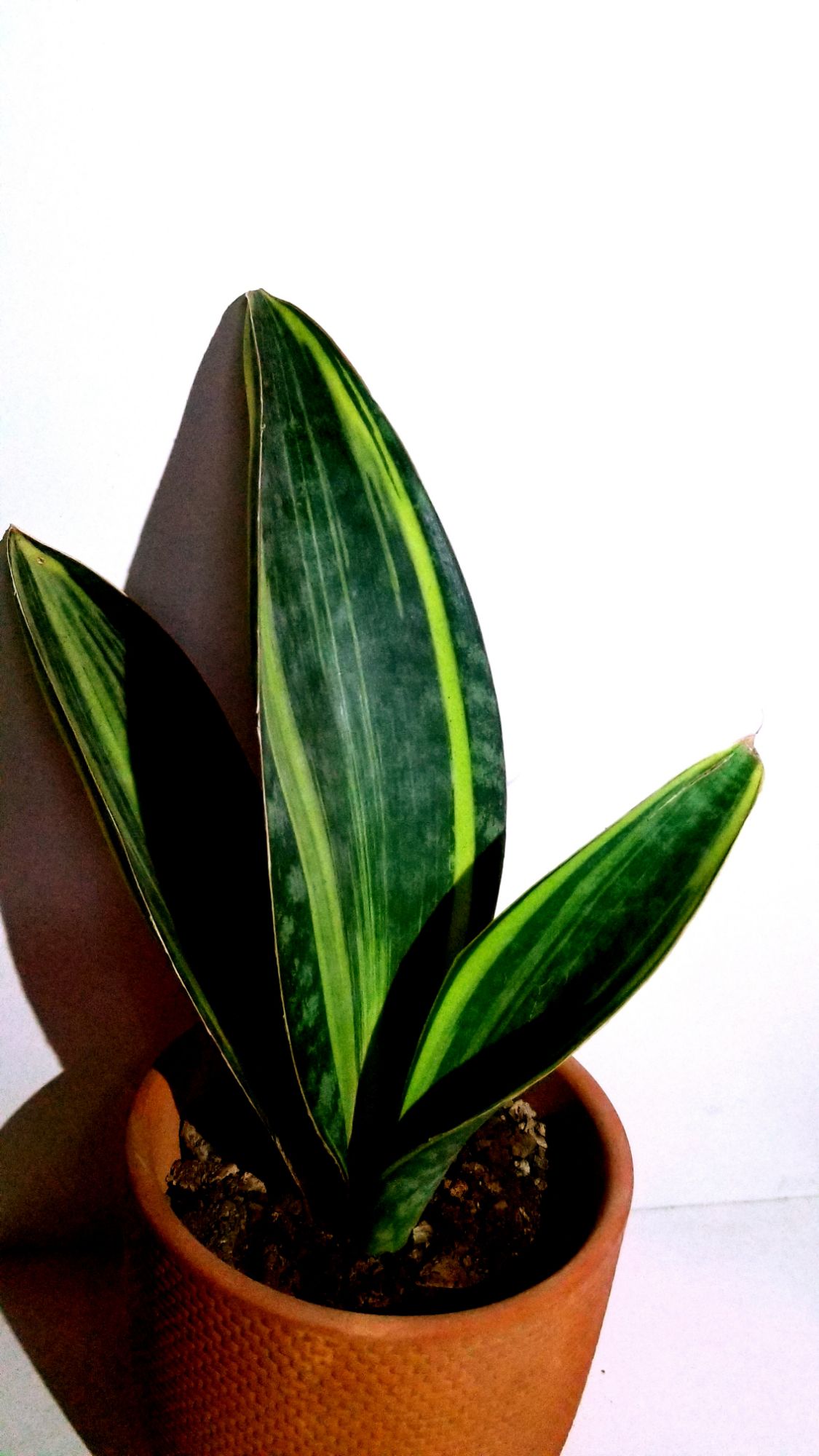 Lưỡi hổ Mason's Congo Var 3 lá size lá 27cm