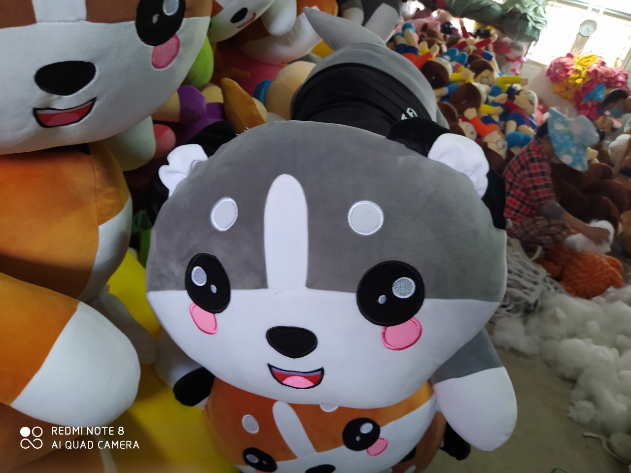 Chó Bông Husky Mèo Bông Husky