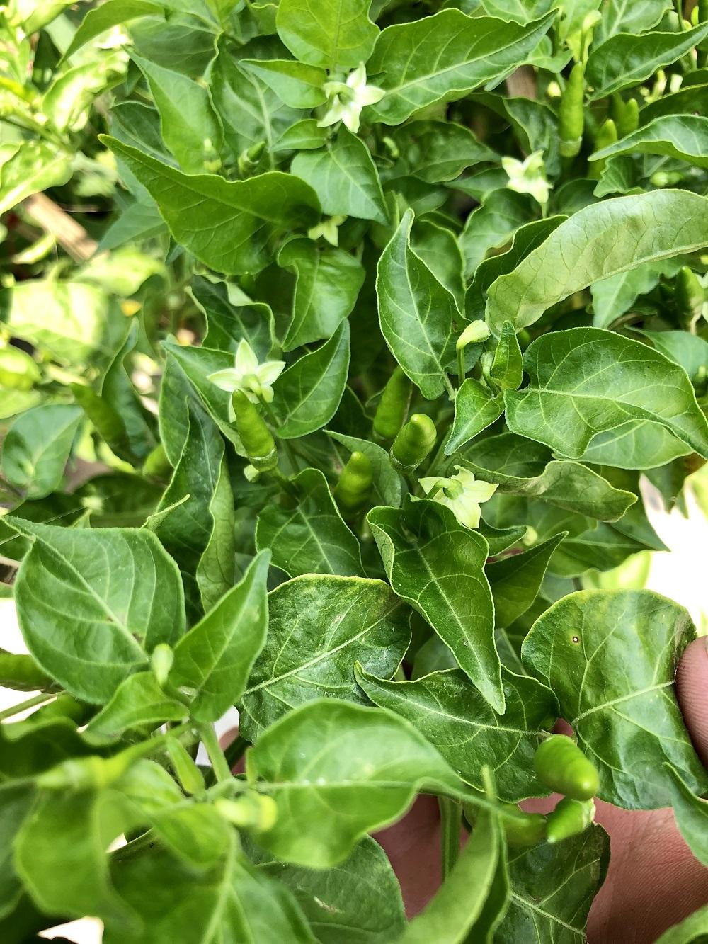 Hạt Giống Ớt Xiêm Cay Thơm Dễ Trồng