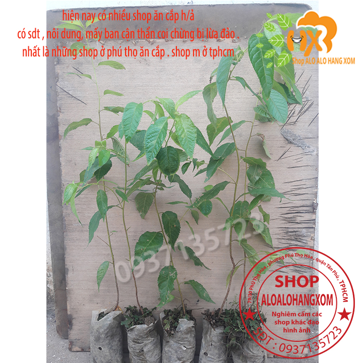 [HCM]combo 5 cây mai anh đào cây con [ cây giống ] .
