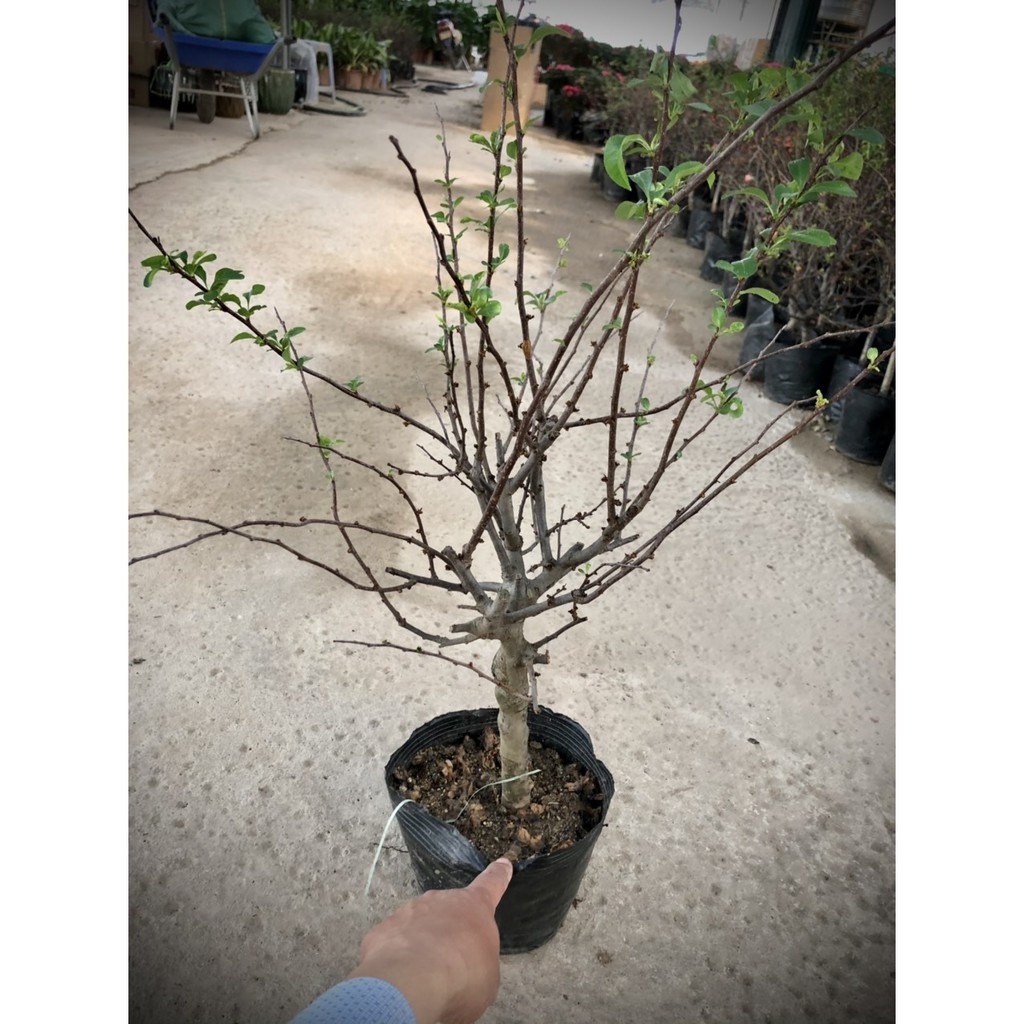 Cây mai đỏ Nhật Bản Loại 1 cao 60cm (ảnh thật số 2).