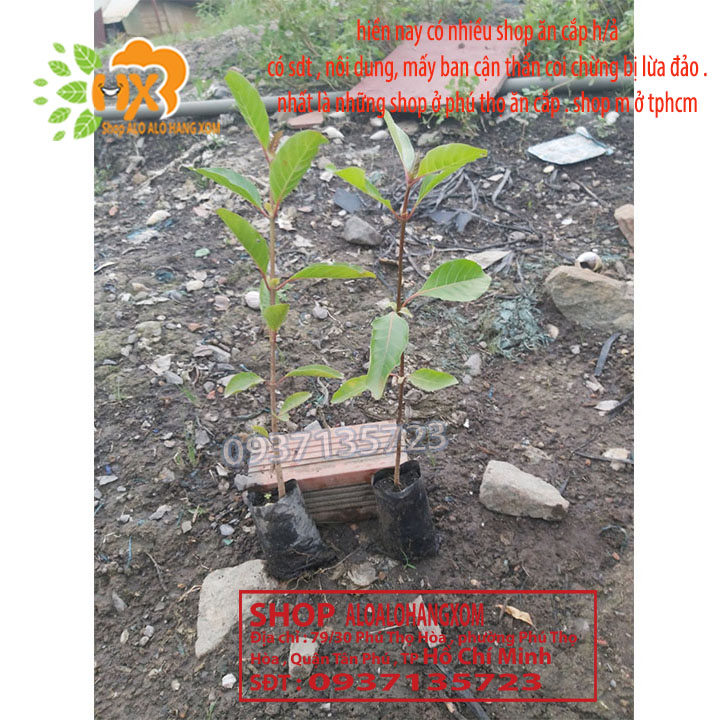 [HCM]COMBO 5 CÂY GÁO  VÀNG -CÂY GIỐNG