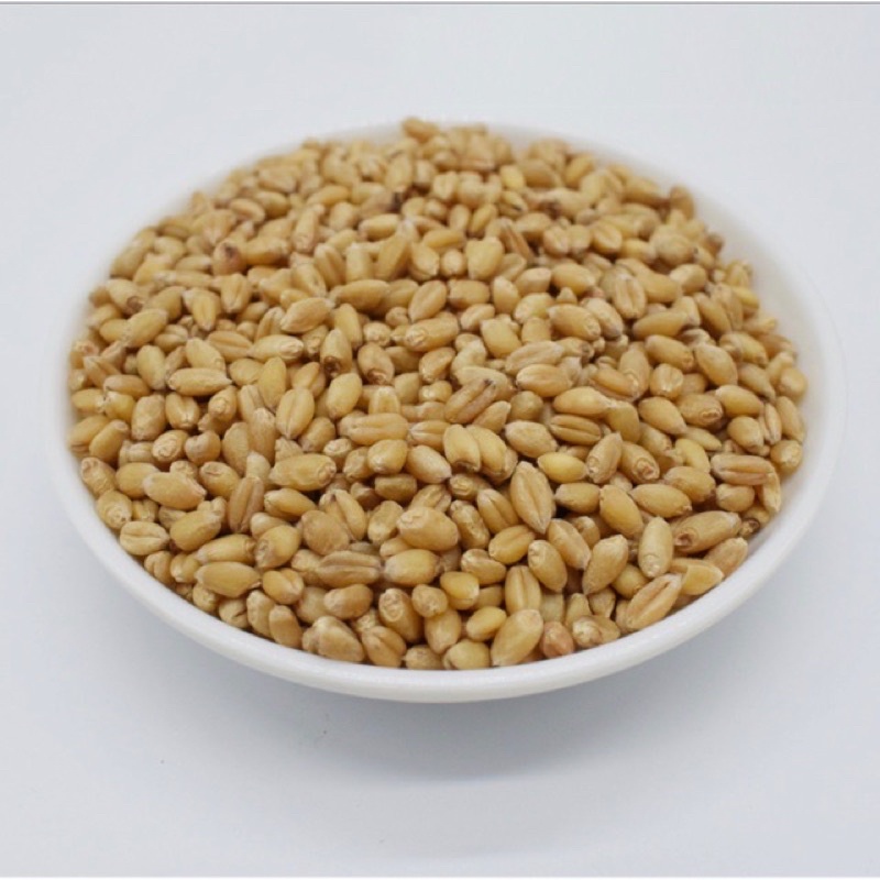 HẠT GIỐNG CỎ LÚA MÌ ( CỎ MÈO ) GÓI 100G - HÀM LƯỢNG DINH DƯỠNG CAO