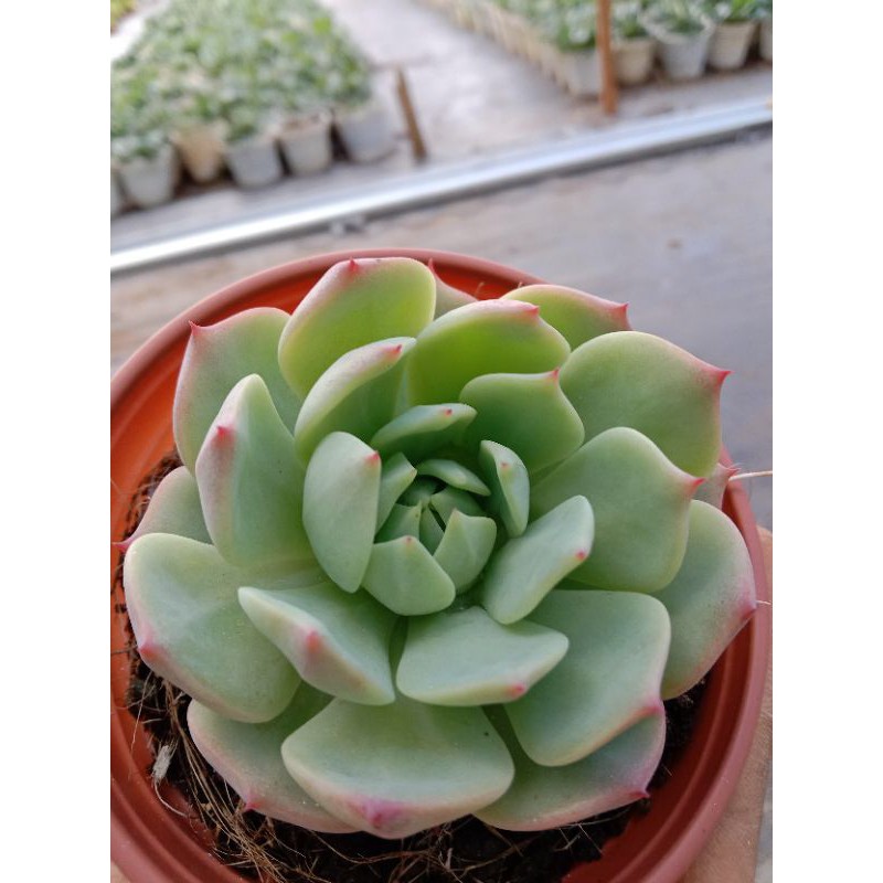 Sen Đá Bánh Bao Lửa, Xuất Xứ Đà Lạt, Lỗi 1 Đổi 1 ❣