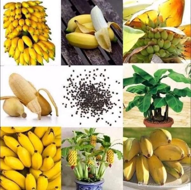 Chuối cảnh mini cây khỏe,hàng chọn lọc