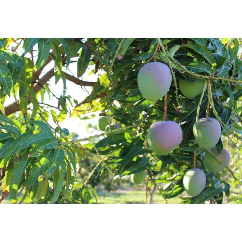 CÂY GIỐNG XOÀI ÚC QUẢ TO