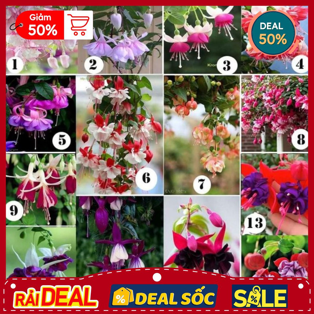 CÂY GIỐNG HOA LỒNG ĐÈN (COMBO 10 CÂY TẶNG 2 CÂY