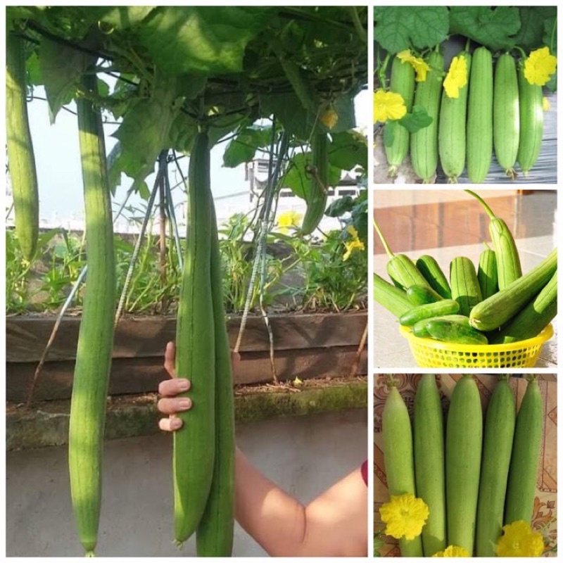 Hạt giống Mướp hương Thái Lan/Gói 10 hạt