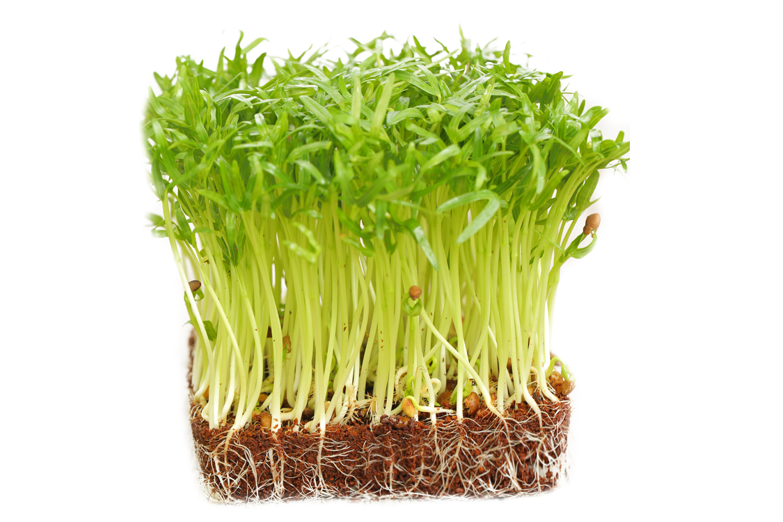 Hạt Giống Mầm Rau Muống (50 Gam)