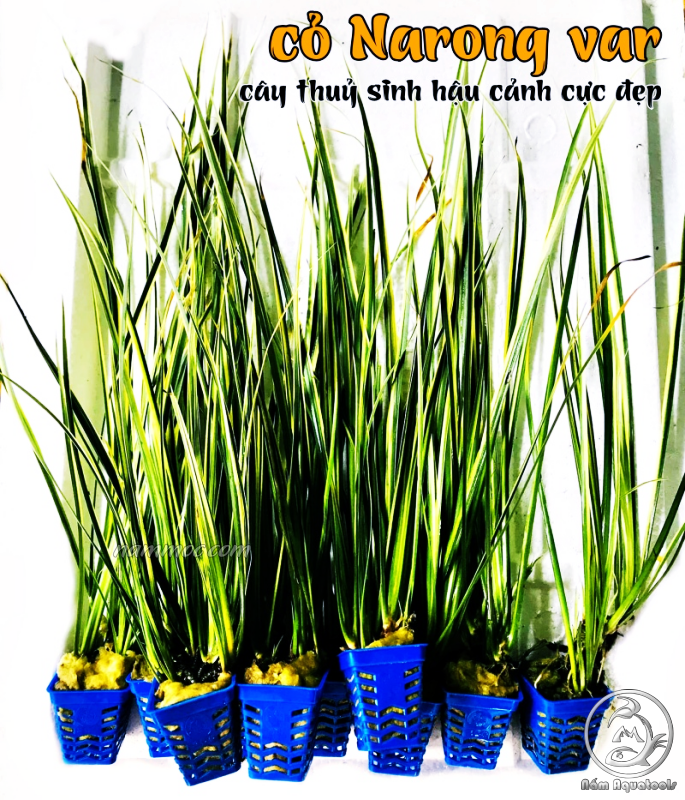 Cỏ Narong - Cây Thuỷ Sinh Hậu Cảnh