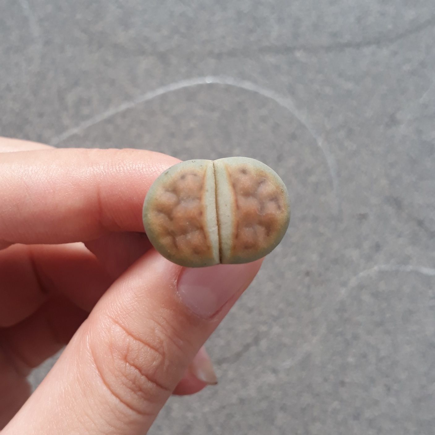 [HCM]Combo 10 Mông Ngẫu Nhiên Khác Vân Size 1.2 - 1.5cm (Sen Mông/Lithops/Thạch Lan)
