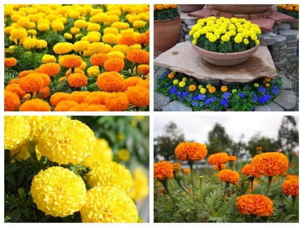 Hạt giống hoa vạn thọ lùn F1 bông to vàng chanh vàng cam ( 20 hạt ) giá rẻ