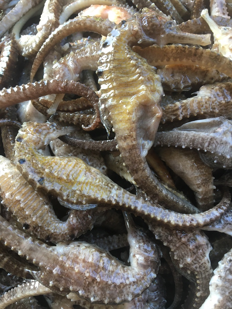 CÁ NGỰA KHÔ SIZE TỪ 11cm - 12cm