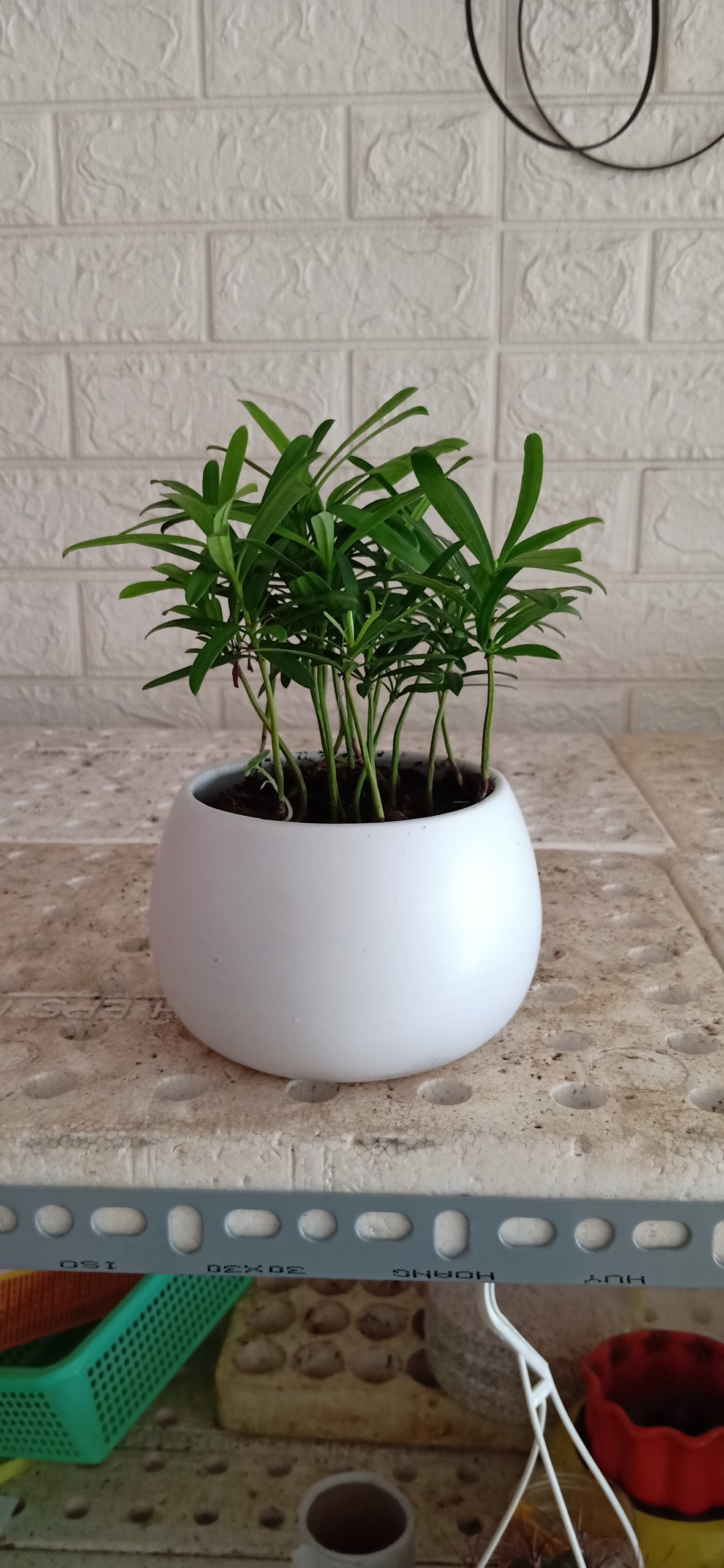 [HCM]CÂY VẠN NIÊN TÙNG MINI ĐỂ BÀN - TẶNG SỎI