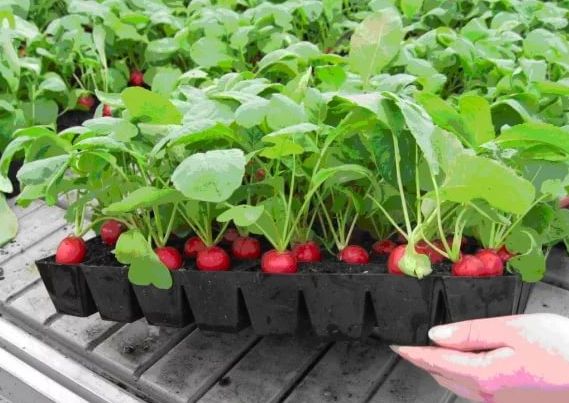 Hạt Giống Củ Cải Mini Đỏ Năng Suất Cao 1gr