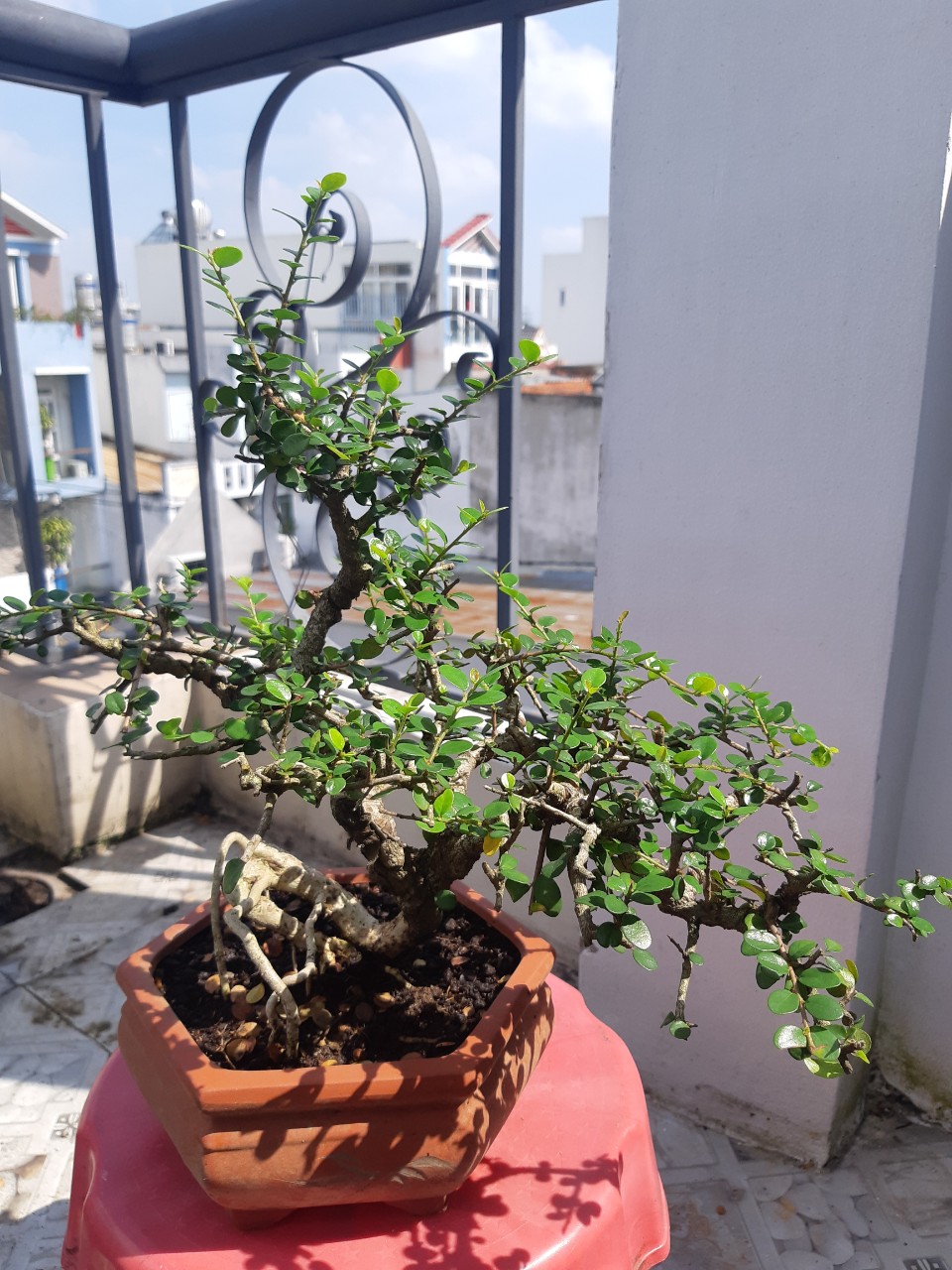 cây sam trái (sam núi) bonsai già
