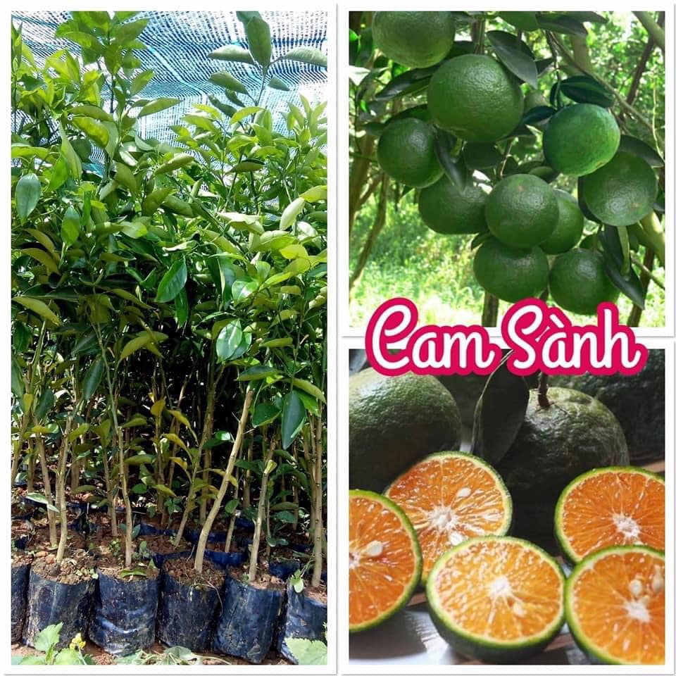 Cây giống Cam sành ( cây ghép cho quả Siêu sớm ).