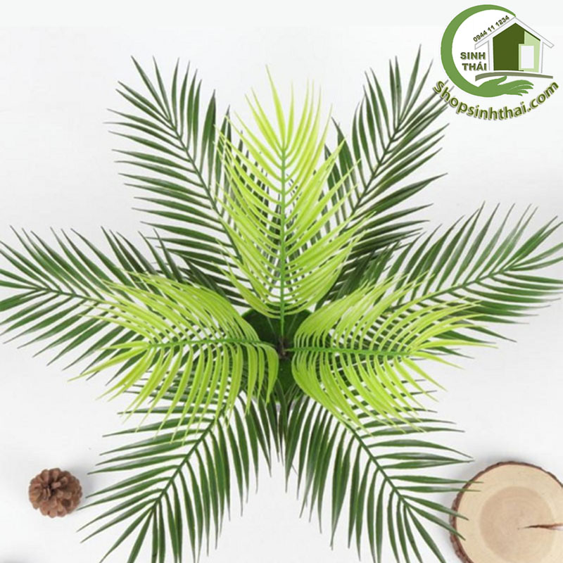 [HCM]Bụi cây dừa - bụi lá dừa giả cao 50cm