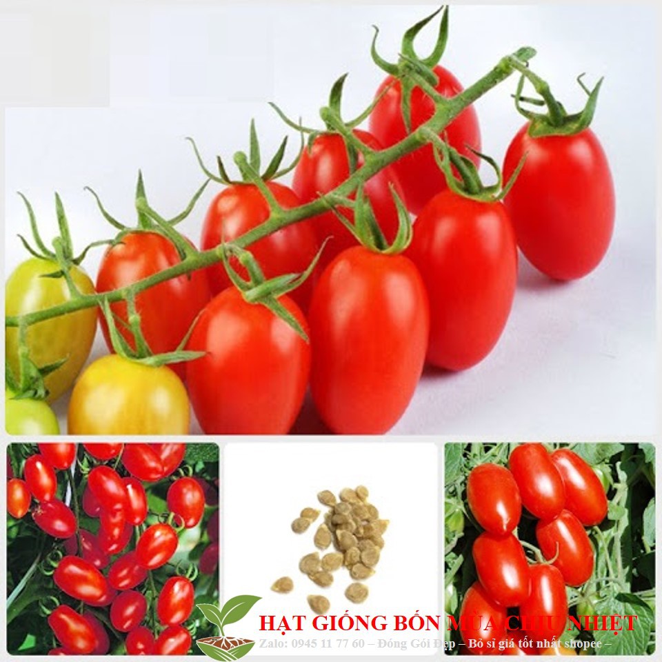 12E Gói 10 Hạt Giống Cà Chua Trứng Hồng Chịu Hạn Đến Mùa Trồng Tết