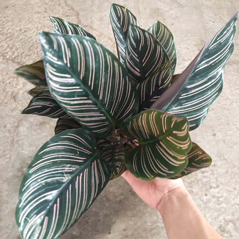 Cây Đuôi Công Sọc Trắng Để Bàn,Trang Trí Phòng Bắt Mắt (Cây Như Ảnh)
