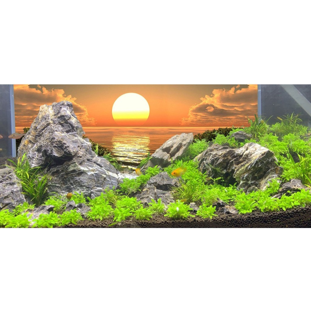 tranh 3d bể cá
