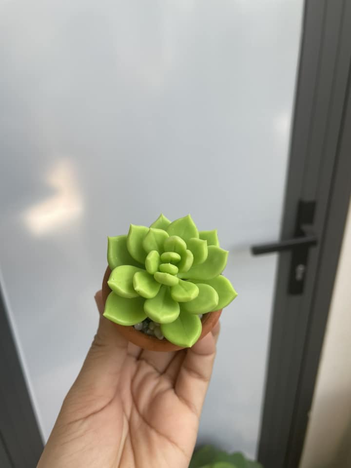 Chậu sen đá mini làm bằng đất sét đường kính 5cm