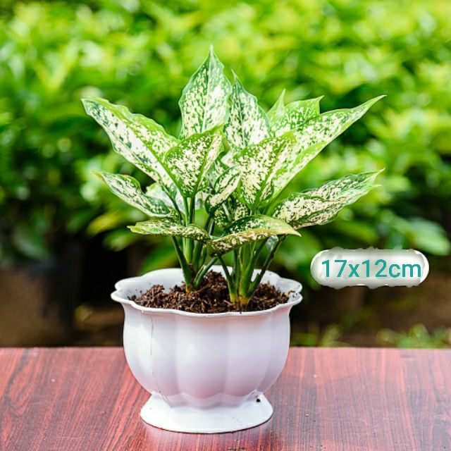 combo 2 chậu trái bí dễ thương