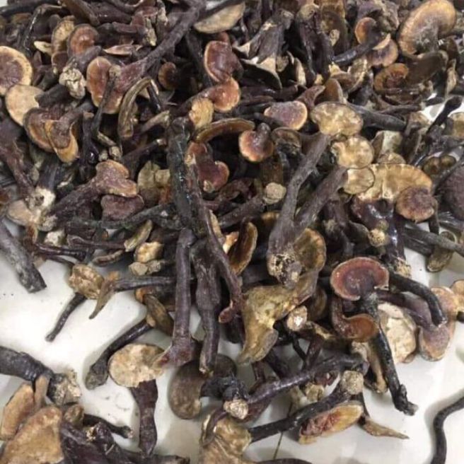 Sỉ toàn quốc 1kg nấm lim xanh
