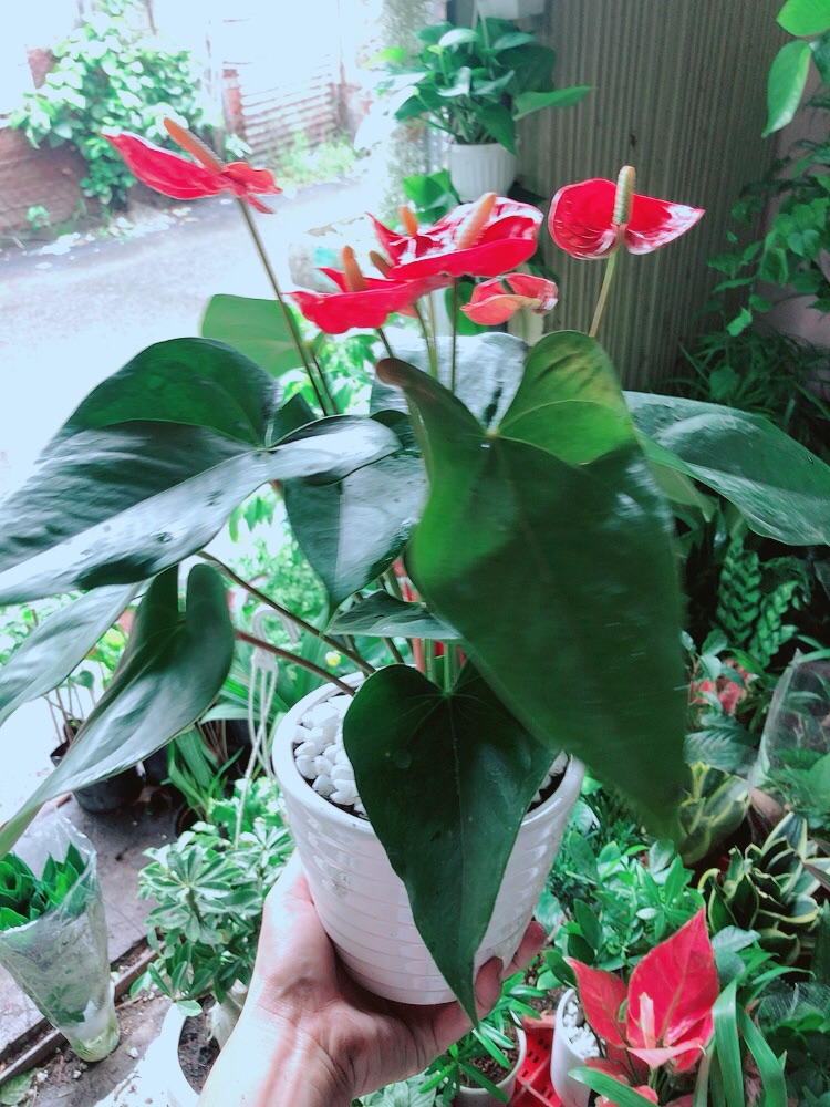 [HCM]Chậu Cây Hồng Môn
