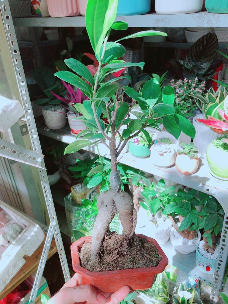 Chậu Si Bonsai