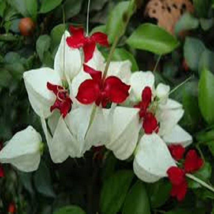 CÂY HOA TRINH NỮ, CÂY ĐANG CÓ HOA