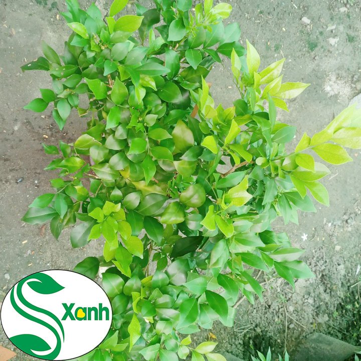 Cây nguyệt quế hoa thơm lừng