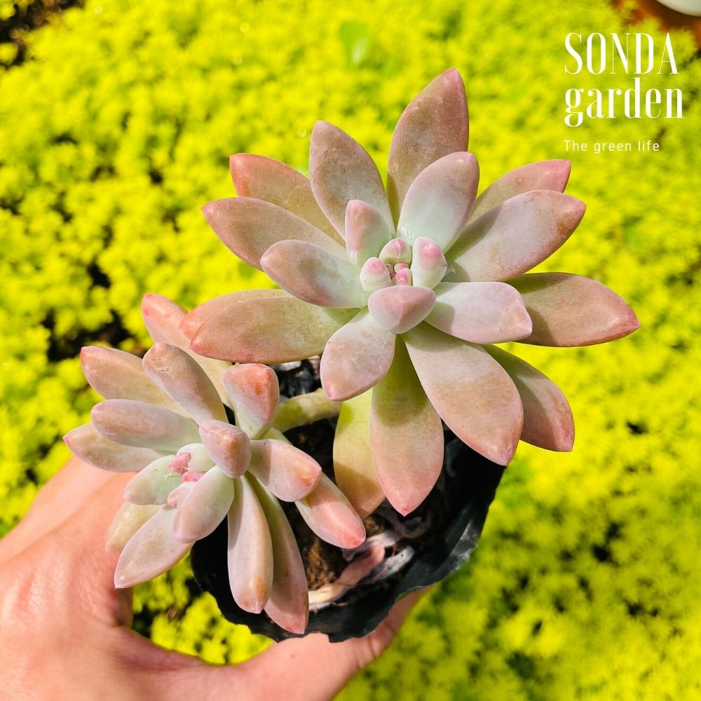 SEN ĐÁ PHA LÊ SIZE BÉ SIÊU KHOẺ ĐẸP LỖI 1 ĐỔI 1
