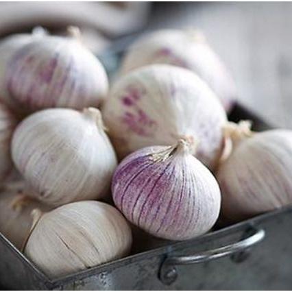 1.5Kg Tỏi Cô Đơn Phan Rang làm tỏi đen