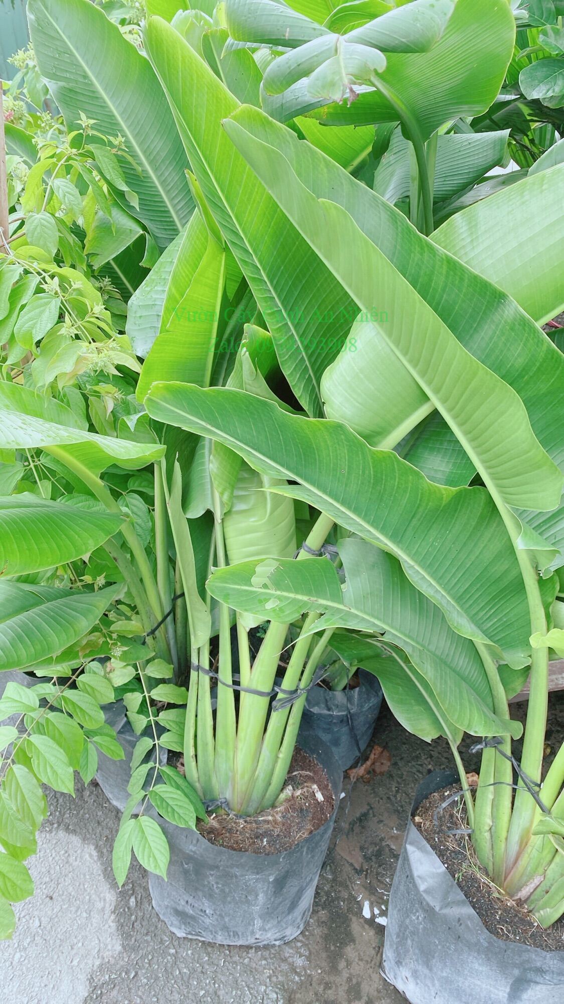 Cây Chuối Rẻ Quạt (chỉ giao hcm)
