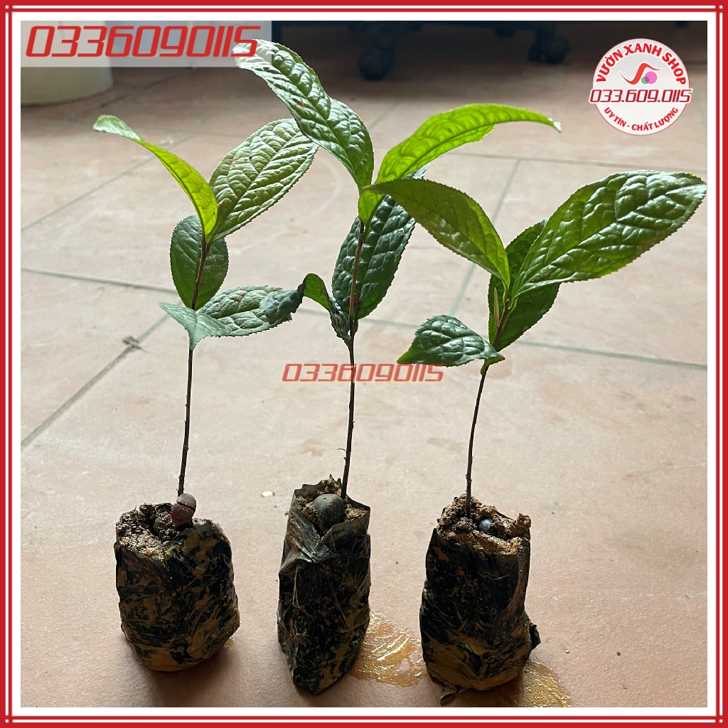 [Giống chuẩn] 3 Cây chè trà hoa vàng trồng từ hạt