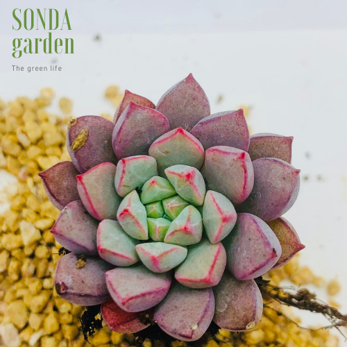 SEN ĐÁ KIM CƯƠnG TÍM SIZE MINI LỖI 1 ĐỔI 1