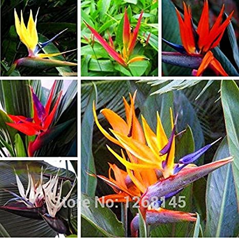 Hat giống hoa chuối mỏ két - 1 gói 5 hạt