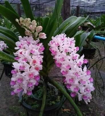 Hoa lan ngọc điểm lá kiếm