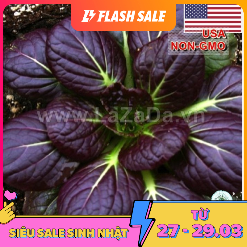 100h Hạt Giống Cải Hoa Hồng Tatsoi Đỏ (B2.203| C49*W51*M248)