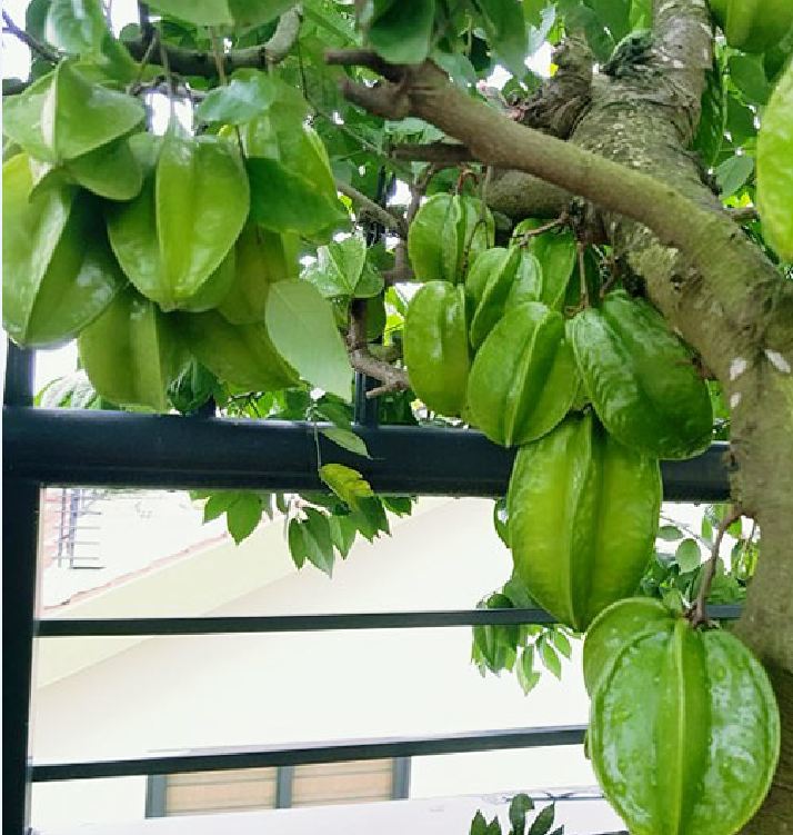 Hạt giống cây khế chua - 5 hạt/gói