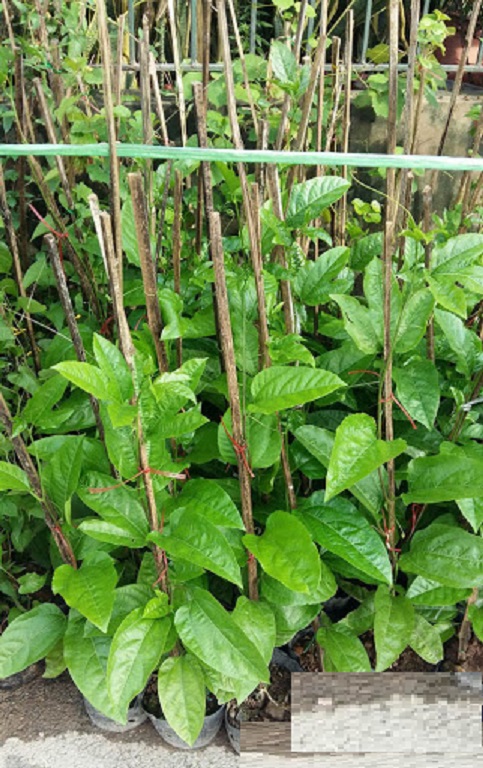 cây giống CHANH LEO gieo hạt