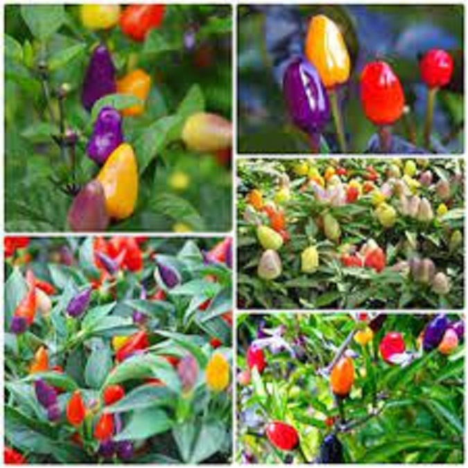 COM BO 4 CÂY HOA NGŨ SẮC RỦ GIỐNG
