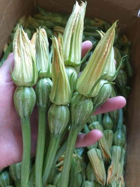 Hạt giống bí siêu nụ gói 20 hạt