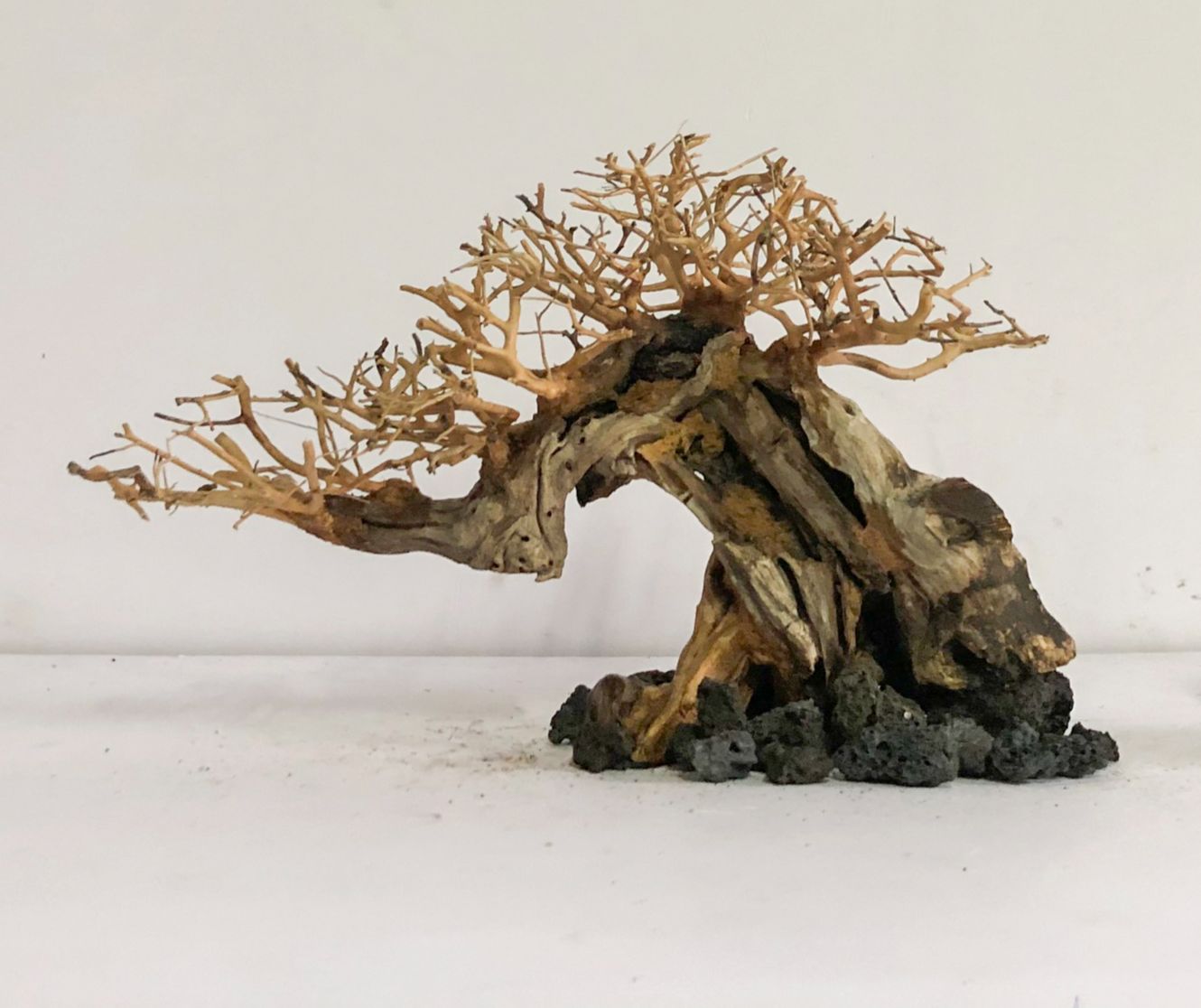 LŨA BONSAI - LINH SAM GẮN TÁN XƯƠNG - TÁN XƯƠNG CHÙM
