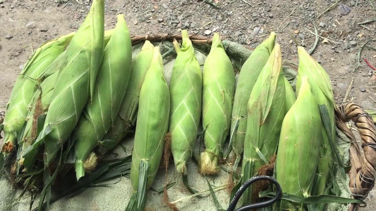 Hạt Giống Bắp Nếp Nù OP (Gói 50 Gam) Dẻo Ngon, Dễ Trồng
