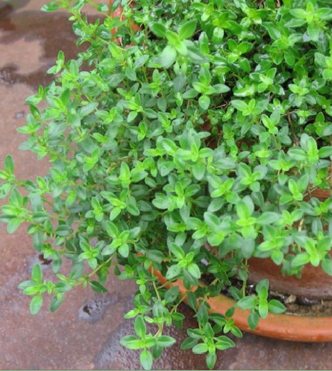 Hạt giống cỏ xạ hương (Thyme) - 100 hạt/gói
