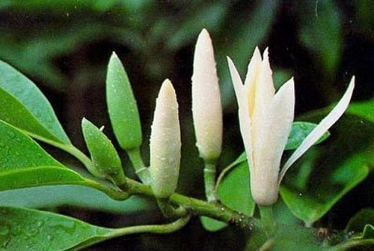 Cây ngọc lan trắng, cây hoàng lan trắng, cây lớn nguyên bầu đang nụ hoa thơm